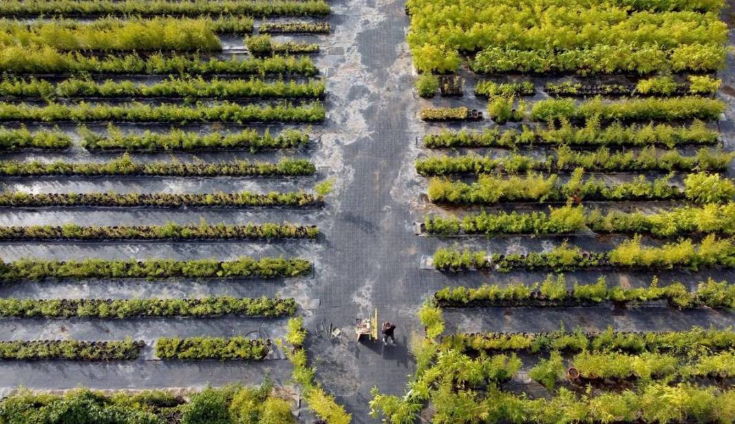 Balkonda eğlencesine yetiştirmeye başlamıştı, şimdi dev fidanlık kurdu! Paraya para demiyor, nereden nereye... 5